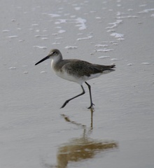 Tringa semipalmata