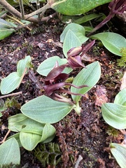 Chiloglottis grammata