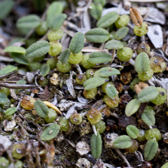 Bulbophyllum pygmaeum