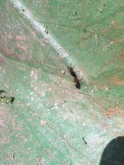 Bibio articulatus