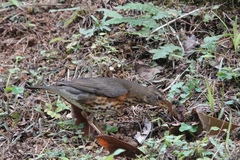 Turdus cardis