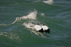 Cephalorhynchus commersonii