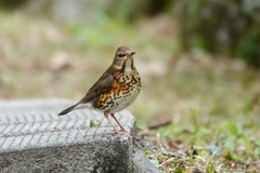 Turdus cardis
