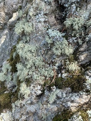 Ramalina intermedia