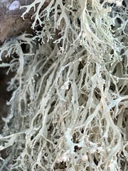 Ramalina intermedia