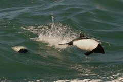 Cephalorhynchus commersonii