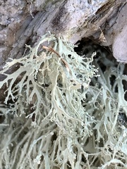 Ramalina intermedia