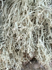 Ramalina intermedia