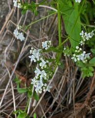 Galium palustre