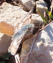 Burnsius communis
