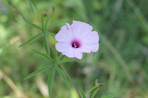 Ipomoea platensis, photograph 5