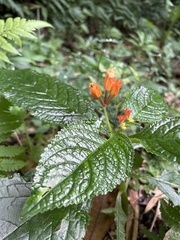 Chrysothemis pulchella