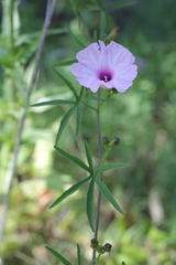 Ipomoea platensis
