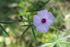 Ipomoea platensis