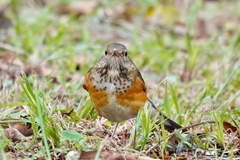 Turdus hortulorum