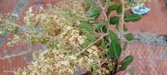 Lagerstroemia indica