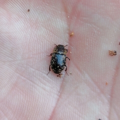 Trichoton villosum