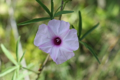 Ipomoea platensis