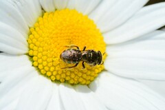 Lipotriches flavoviridis