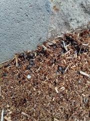 Trichoton villosum