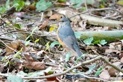 Turdus hortulorum