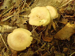 Mycena rutilantiformis