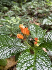 Chrysothemis pulchella