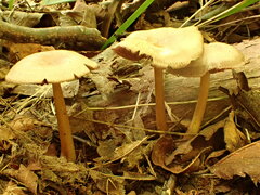 Mycena rutilantiformis