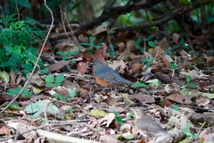 Turdus hortulorum