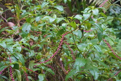 Phytolacca rivinoides