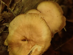 Mycena rutilantiformis
