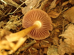Mycena rutilantiformis