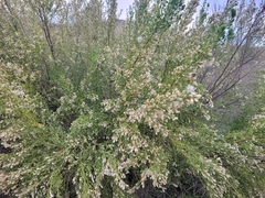Baccharis pilularis