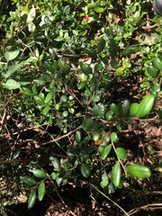 Diospyros humilis