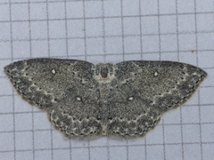 Cyclophora pendulinaria