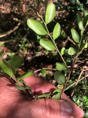Diospyros humilis