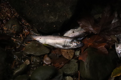 Oncorhynchus nerka