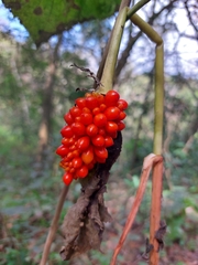 Arisaema dracontium