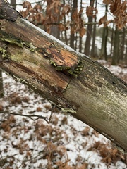 Trichaptum abietinum