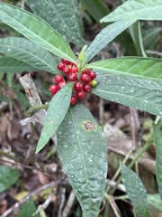 Psychotria tenuifolia