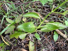Kalanchoe integra