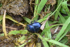 Phanaeus furiosus