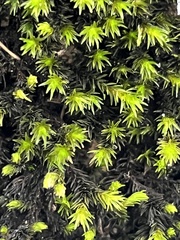 Racomitrium aquaticum