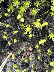 Racomitrium aquaticum