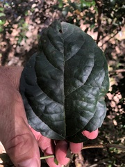 Clerodendrum tomentosum