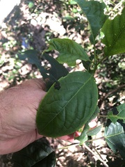 Clerodendrum tomentosum