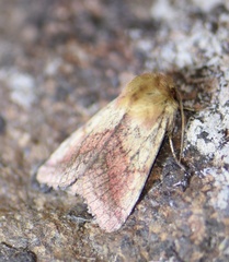 Pyrrhia purpura