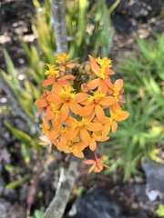 Epidendrum × obrienianum