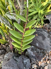 Epidendrum × obrienianum