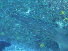 Trachurus novaezelandiae